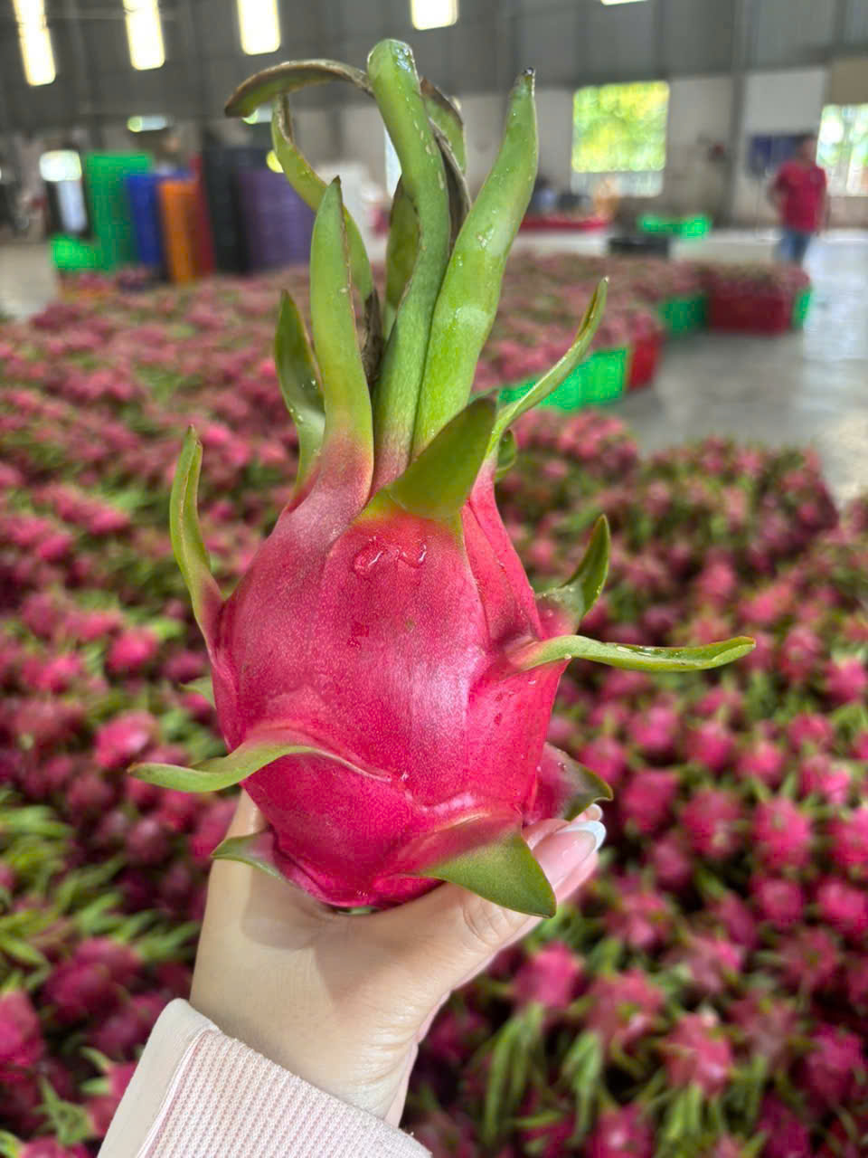thanh long tươi (2)