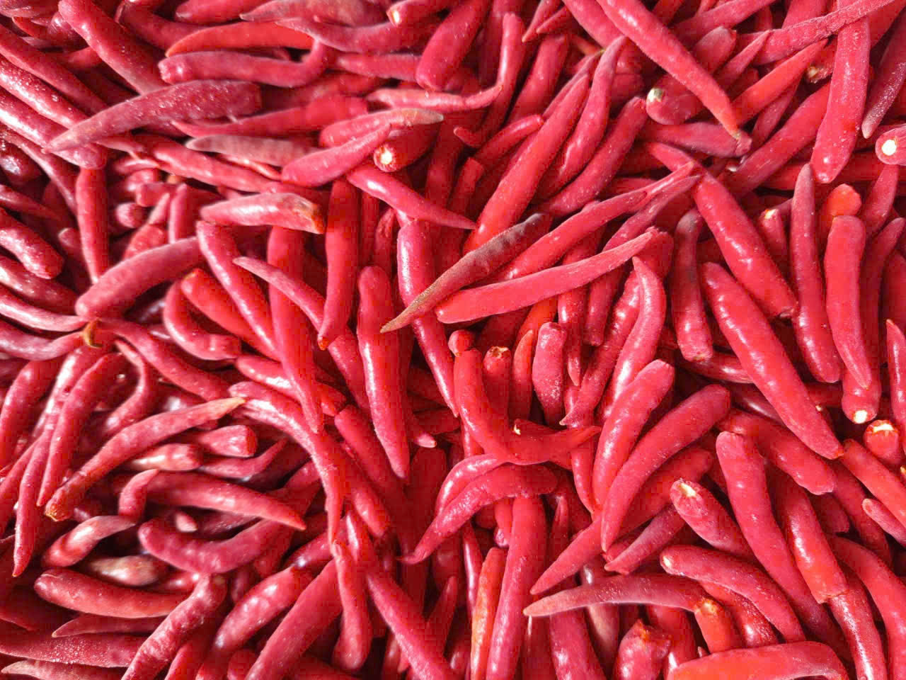 ớt tuoi